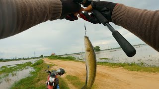 Amazing Casting Fishing in Flood Water Near Phnom Krom [upl. by Aleedis518]