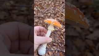 La toxicité par contact champignon educatif apprendresuryoutube mycologie amanitetuemouche [upl. by Mavis]