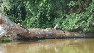 Nutria gigante en Tambopata [upl. by Telrahc103]