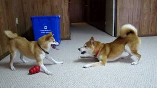 Shiba Inu playing  Mac amp Darwin [upl. by Nicol465]