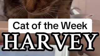 Cat of the Week  Harvey [upl. by Trahern]