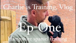 Ep1 Follow Charlies training from 14 weeks working English CockerSpringer Spaniel gundog training [upl. by Oesile]