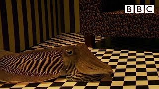 Can Cuttlefish camouflage in a living room  Richard Hammonds Miracles of Nature  BBC [upl. by Ecydnak]