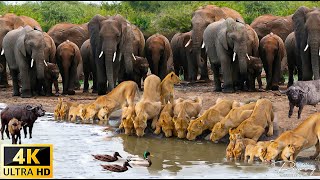 4K African Animals Hwange National Park  Amazing African Wildlife Footage with Real Sounds in 4K [upl. by Noedig]