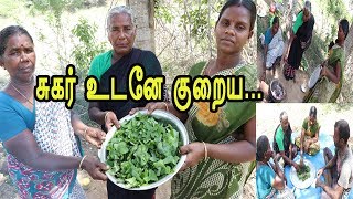 சுகரை உடனே குறைக்கும் அற்புத கோவை கீரை பொரியல்  ORGANIC IVY GOURD FRY I KOVAI KEERAI FRY [upl. by Dorsy]