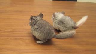 Chinchilla Tricks  Dancing Babies [upl. by Bennet972]