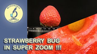 Strawberry Bug under the Microscope Unseen World in SUPER ZOOM [upl. by Ecam]