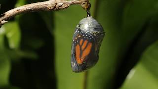 Monarch butterfly emerging time lapse [upl. by Assiroc902]