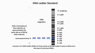 DNA Ladder Standard Definition [upl. by Close]