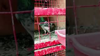 Pigeon care in winter starting subscribe pigeon shortpants trend shortshorts kabutar birds [upl. by Jolenta216]