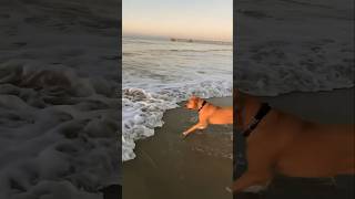 Beutiful Funny dog in beach shortsfeed doglovers [upl. by Otrebor]