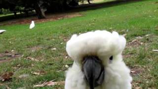 Sulphur Crested Cockatoo Attack [upl. by Epp978]