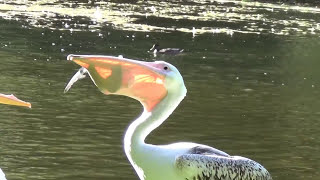 Pelican vs Pigeon  St James Park [upl. by Millford559]