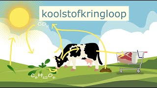 De koolstofkringloop [upl. by Michael114]