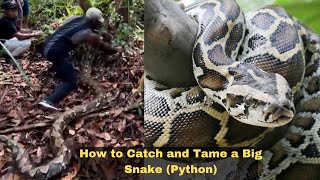 How to Catch and Tame a Big Snake Python [upl. by Butterworth326]