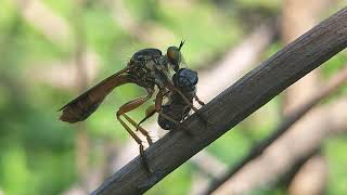 Robber Fly selyan1980 [upl. by Marline]