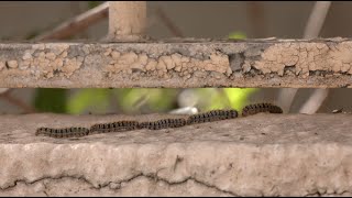 Pine processionary caterpillars emerge with risk of harm for people and pets [upl. by Onaled]