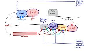 Brandls Basics Regulation of gastric acid secretion [upl. by Leigh85]