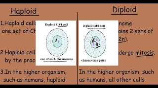 Haploid Cells Vs Diploid Cells Quick 2 min differences [upl. by Burdett]