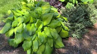 Hosta Walk June 2022 [upl. by Cinelli]