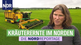 Aromatisch amp würzig leckere Küchenkräuter aus Niedersachsen  Die Nordreportage  NDR [upl. by Henson]