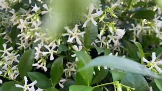 Star jasmine Trachelospermum jasminoides care tips for fantastic evergreen easy to grow vine [upl. by Meghan905]