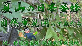 夏山のニホンミツバチ 自然巣 見回ってみたら！ 他、盗蜜移動群・既存飼育群の内検を行った [upl. by Aisorbma725]