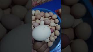 Fertilized egg  Chicken Egg egg chicken farming farmer farmlife poultry poultryfarming [upl. by Hairim]