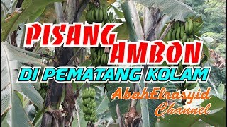 Pisang Ambon Di Pematang Kolam [upl. by Demetrius973]