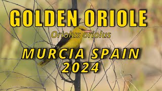 Golden Oriole Murcia Spain 2024 [upl. by Berkeley]