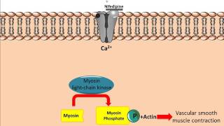 Mechanism of action for Calcium Channel Antagonists [upl. by Anerres]