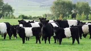 Belted Galloway Breed [upl. by Icak]