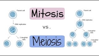 Mitosis vs Meiosis Explained [upl. by Carola723]