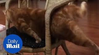 Hilarious moment fat cat gets stuck in a CHAIR [upl. by Ber937]