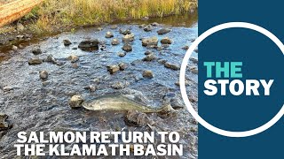 Just weeks after Klamath River dam removals salmon spotted in longobstructed streams [upl. by Hgielime]