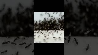 Ants Taking Over We Show You How to Handle the INVASION  Ant Invasion We’ll Handle It [upl. by Nyleimaj]