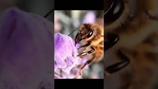 Why does honeybee make honey telugu facts interstingfactsintelugu [upl. by Trudey462]