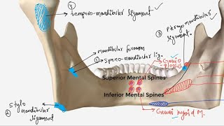 ANATOMY  MANDIBLE  MUSCLE AND LIGAMENT ATTACHMENT [upl. by Madra796]