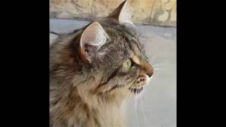 Cats Chirping and Chattering  CAT COMPILATION [upl. by Leroj]