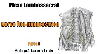 Plexo lombossacral  Nervo iliohipogástrico  Anatomia Humana  Anatomia [upl. by Aicekat7]