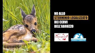 CERVI IN ABRUZZO I VIP A FIANCO DI LEIDAA E DI TUTTI GLI ANIMALISTI “NO ALLO STERMINIO” [upl. by Mirilla888]