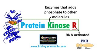 Protein Kinase R PKR  PKR Structure Function and Pathways [upl. by Todd]