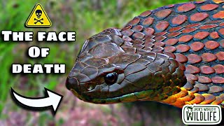 How DEADLY Is The BITE Of The TIGER SNAKE [upl. by Morley225]