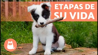 ¿Hasta qué EDAD un PERRO es CACHORRO 🐶 Etapas del Comportamiento de un Perro [upl. by Winou]