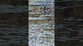 Anhinga anhinga wildlife birdspotting nature birdwatch southcarolina south swamplife [upl. by Bobker]