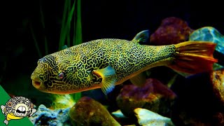 THE LARGEST FRESHWATER PUFFER Tetraodon Mbu Puffer Fish Profile [upl. by Orsino]