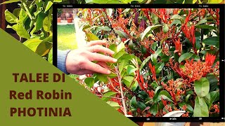 Red Robin da talea  PHOTINIA Come Fare TANTE Talee [upl. by Patricia]