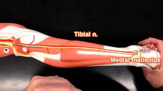 Nerves of the Lower Extremity [upl. by Poirer]