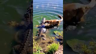 Dog 🐕 jakala 😂 funny short 😀animals animalaction shortvideo trendingshorts shorts shors short [upl. by Attevroc918]