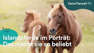 Islandpferde im Porträt Das macht sie so beliebt [upl. by Xirtaeb550]